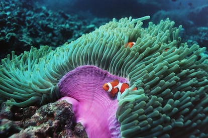 Un grupo de peces payaso en una anémona.