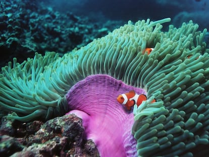 Clownfish form pairs that live together for years in symbiosis with an anemone.