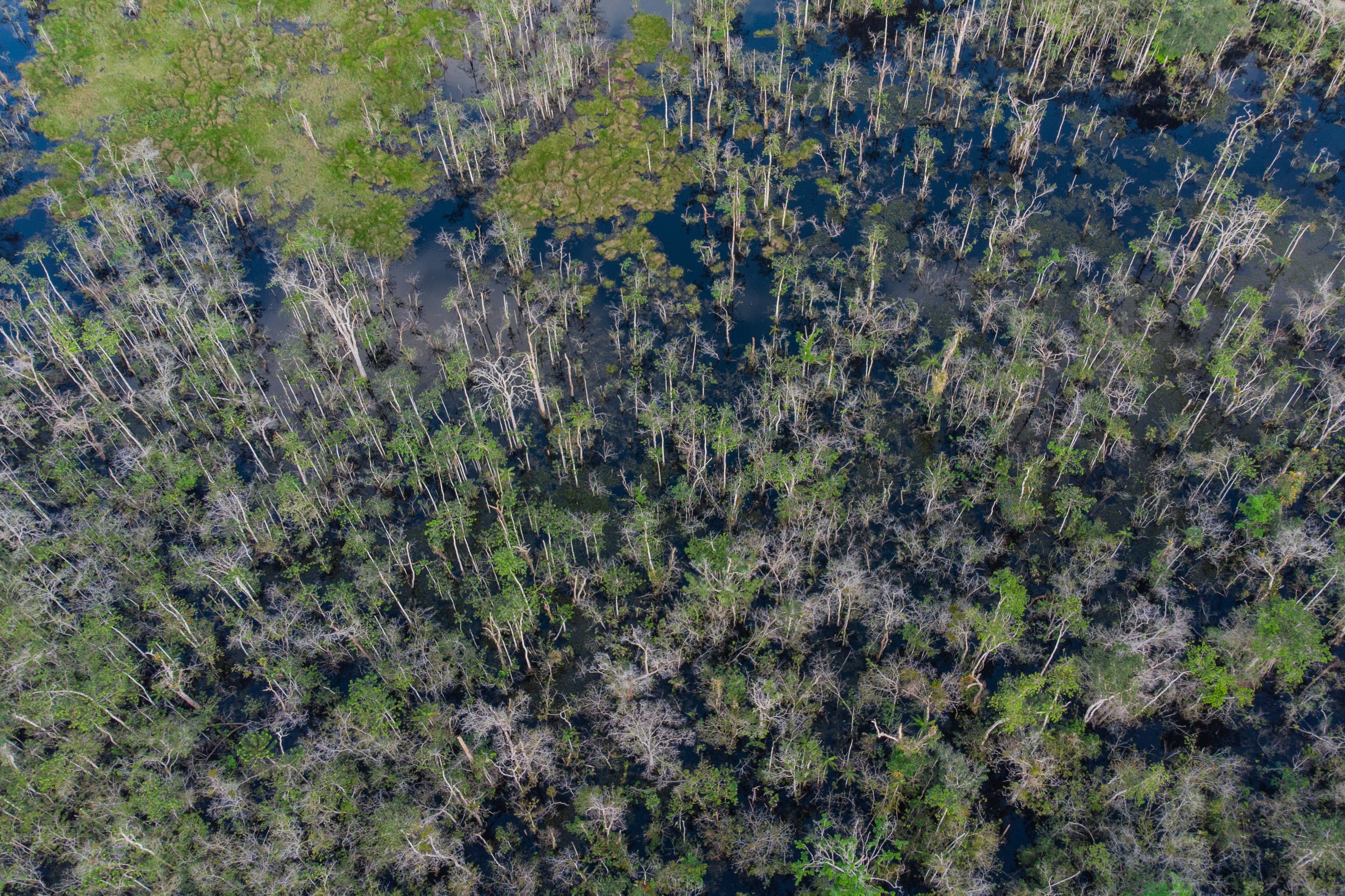 Un “jardín inducido” con pinturas rupestres: así era la Amazonia hace más de 10.000 años