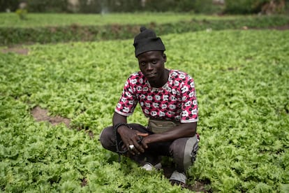 No pudo terminar el bachillerato y se volcó, como dice él, en la agricultura y la religión. Nacido hace 26 años en un pueblo de Mbour, Mamadou Faye trabaja de sol a sol todos los días en una pequeña parcela de Lendeng, en Rufisque. Los beneficios los comparte al 50% con el propietario del campo. “La tierra me da seguridad, no me imagino subido en una barca en el mar, eso es muy peligroso”, asegura.