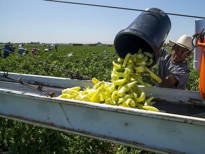 Un trabajador mexicano descarga pimientos en una línea de distribución, en una granja en la localidad de Byron, en California (EE UU).