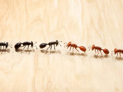 ¿Los equipos con ideas políticas diversas son menos productivos?