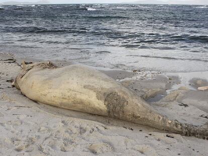 Seis metros de ballena muerta en una playa de Vigo