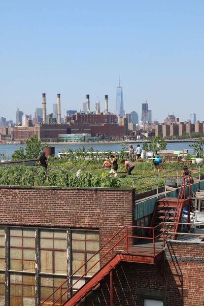 Huerto urbano en Nueva York.