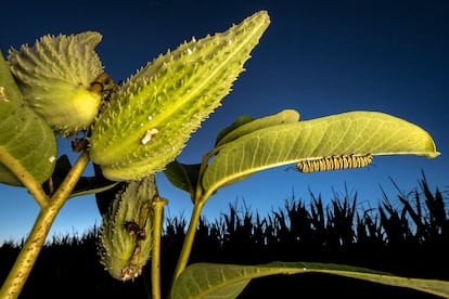 Oruga de monarca sobre algodoncillo común en las inmediaciones de un campo de maíz. Ney Nature Center Henderson, Minessota. Estados Unidos.