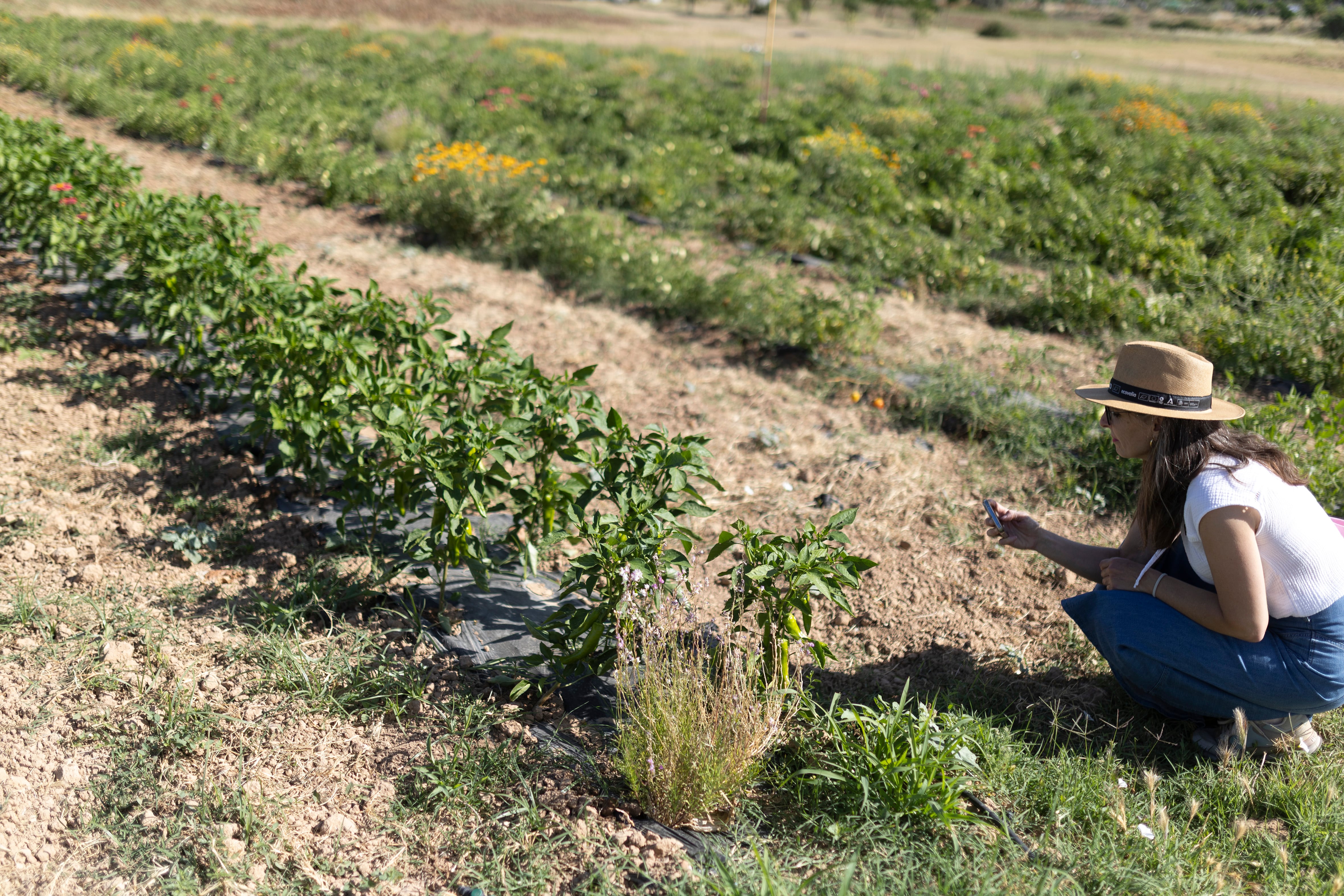 España duplica en una década su producción ecológica y alcanza 3.250 millones de euros