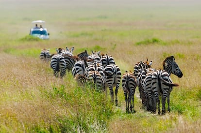 Una manada de cebras en la reserva nacional Masái Mara.