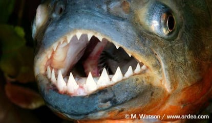 Um exemplar de piranha.