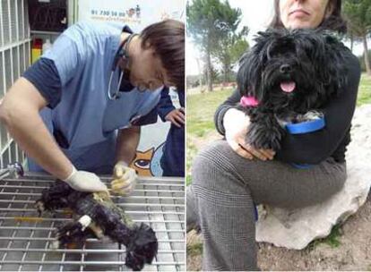 <i>Nena,</i> recibiendo atención médica por sus quemaduras. A la derecha, <i>Nena</i> tras ser recuperada y adoptada.