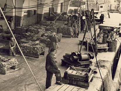 Descarga de bacalao en la factoría de Pesquerías y Secadores de Bacalao de España (PYSBE), en Pasaia (Guipúzcoa).