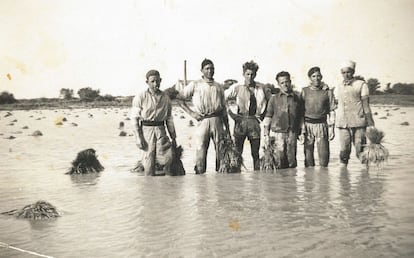 Temporeros de Sueca (Valencia), en la Camarga (Francia), en 1954.