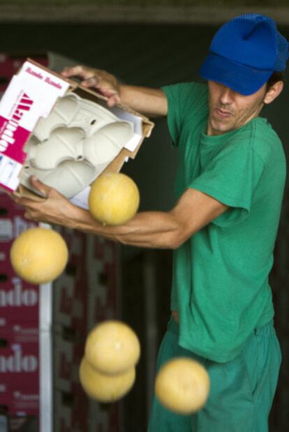 Un operario de una cooperativa de El Ejido tira melones devueltos desde Alemania.