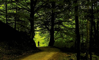 Una de las rutas naturales que ofrece La Rioja invita a recorrer el hayedo de la cabecera del río Cárdenas. No hace falta esperar al otoño para disfrutarlo.