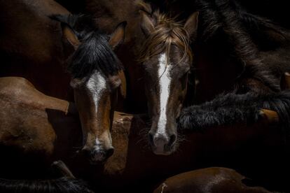 La Rapa das Bestas, el festejo que anualmente acoge a cientos de caballos y miles de curiosos en la parroquia de Sabucedo, en el municipio pontevedrés de A Estrada, enfrenta en medio del polvo a los equinos con luchadores que tratan de desafiar su naturaleza salvaje.