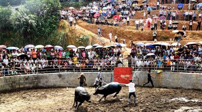 Un toro corre detrás de otro durante una pelea de toros en un evento de Hechi (China).