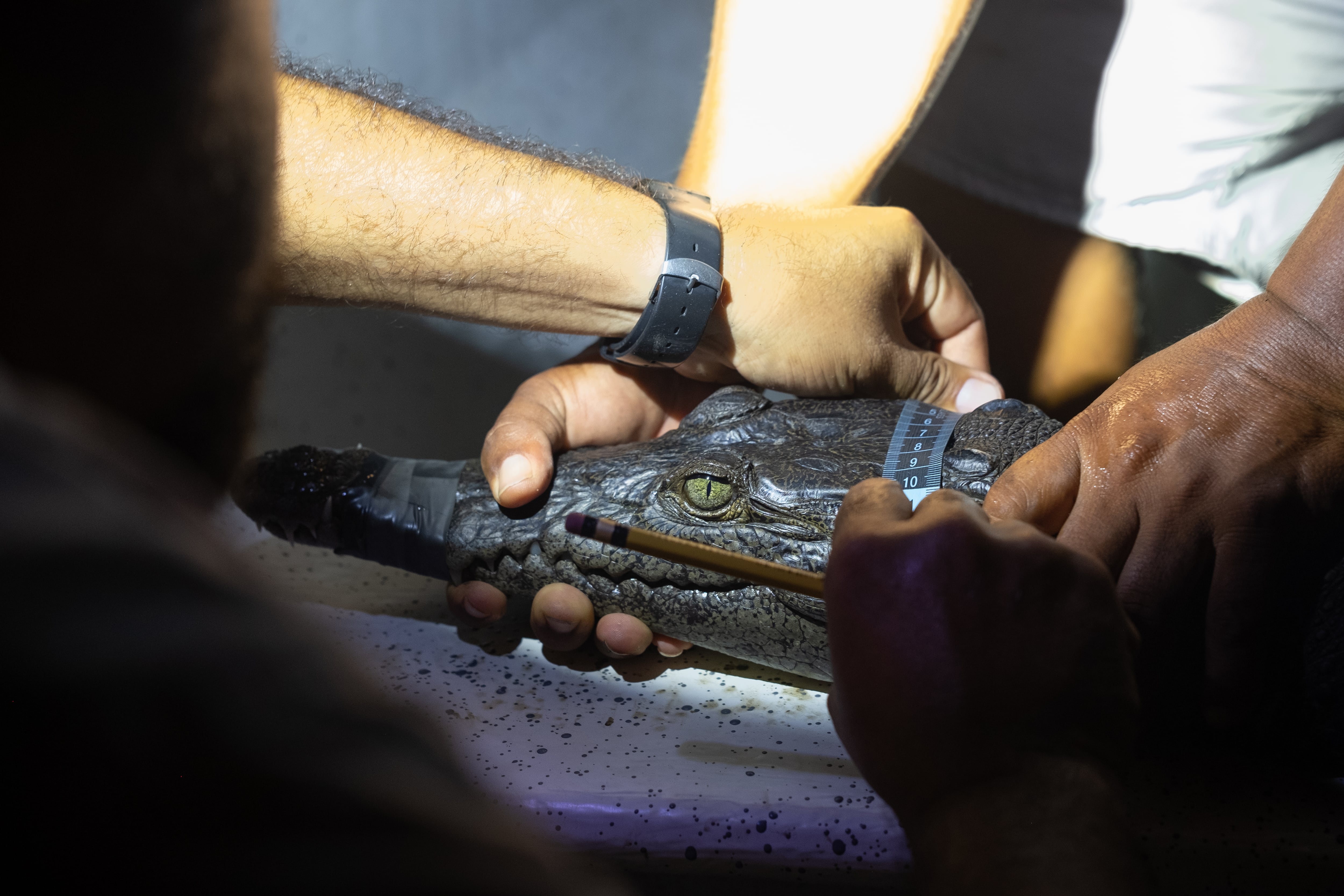La Ventanilla, el paraíso oaxaqueño del cocodrilo americano