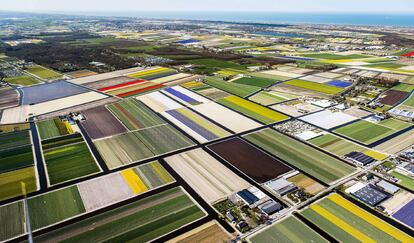 Vista de unos campos de tulipanes al comienzo de la temporada en Lisse (Holanda).