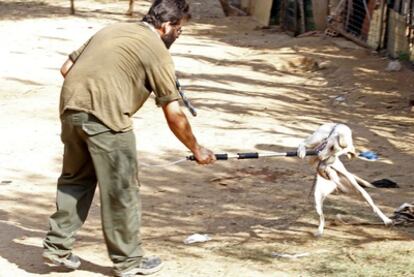 Un empleado municipal intenta atrapar a uno de los animales para trasladarlo a la perrera.