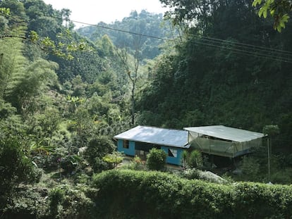 Una finca cafetera a más de 1.600 metros de altitud en la cordillera oriental del Huila.