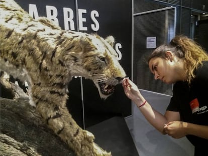 Una operaria da los últimos retoques a la reproducción de un dientes de sable 'Machairodus  aphanistus' en la exposición en Cosmocaixa.