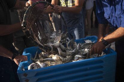 Pescado recién recolectado durante el despesque en los esteros del Carrascón.