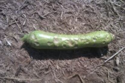 Estado de un calabacín tras la granizada.
