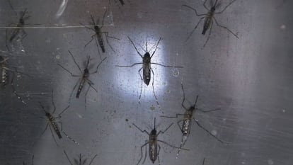 Mosquitos Aedes aegypti, transmisores del virus del zika, en un laboratorio