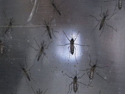 Mosquitos Aedes aegypti, transmissores do zika, em um laboratório.