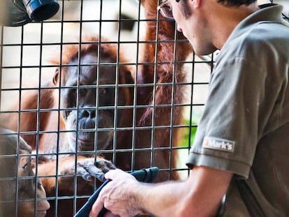 'Puppe', una orangutana de Sumatra, maneja la tableta en presencia de su hijo, 'Budi', en el zoo de Toronto.