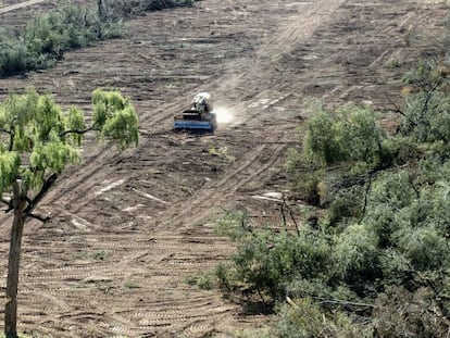 Uma escavadeira limpa uma floresta na província de Salta