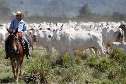 A cattle farm in São Félix do Xingu, Pará state.