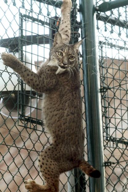 <b><i>Azahar</b></i>, hembra de lince nacida en Sierra Morena en 2004.