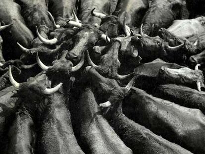 <i>Toros,</i> fotografía de Oriol Maspons publicada en el anuario de <i>AFAL</i> en 1958.