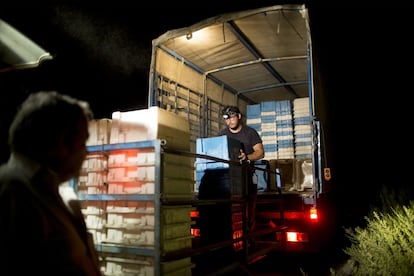 Un trabajador coloca en un remolque las cajas de plástico necesarias para la recogida de la uva. Posteriormente son repartidas por el terreno con un tractor.