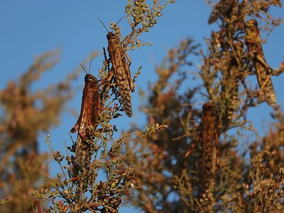 Varias langostas del desierto devoran plantas en Tarhuna, en Libia, el 20 de octubre de 2024. Imagen cedida por el consejo de agricultores locales.