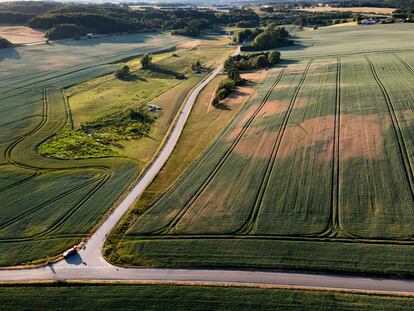 Dry patches are visible in cornfields due to drought near Randers, Denmark