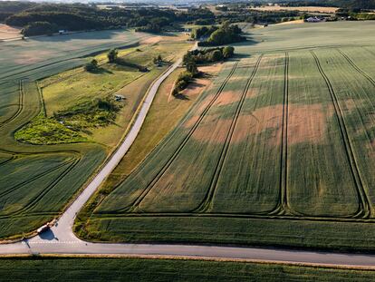Campos amarilleando, a mediados de junio en Randers (Dinamarca), por la falta de lluvias y las altas temperaturas.
