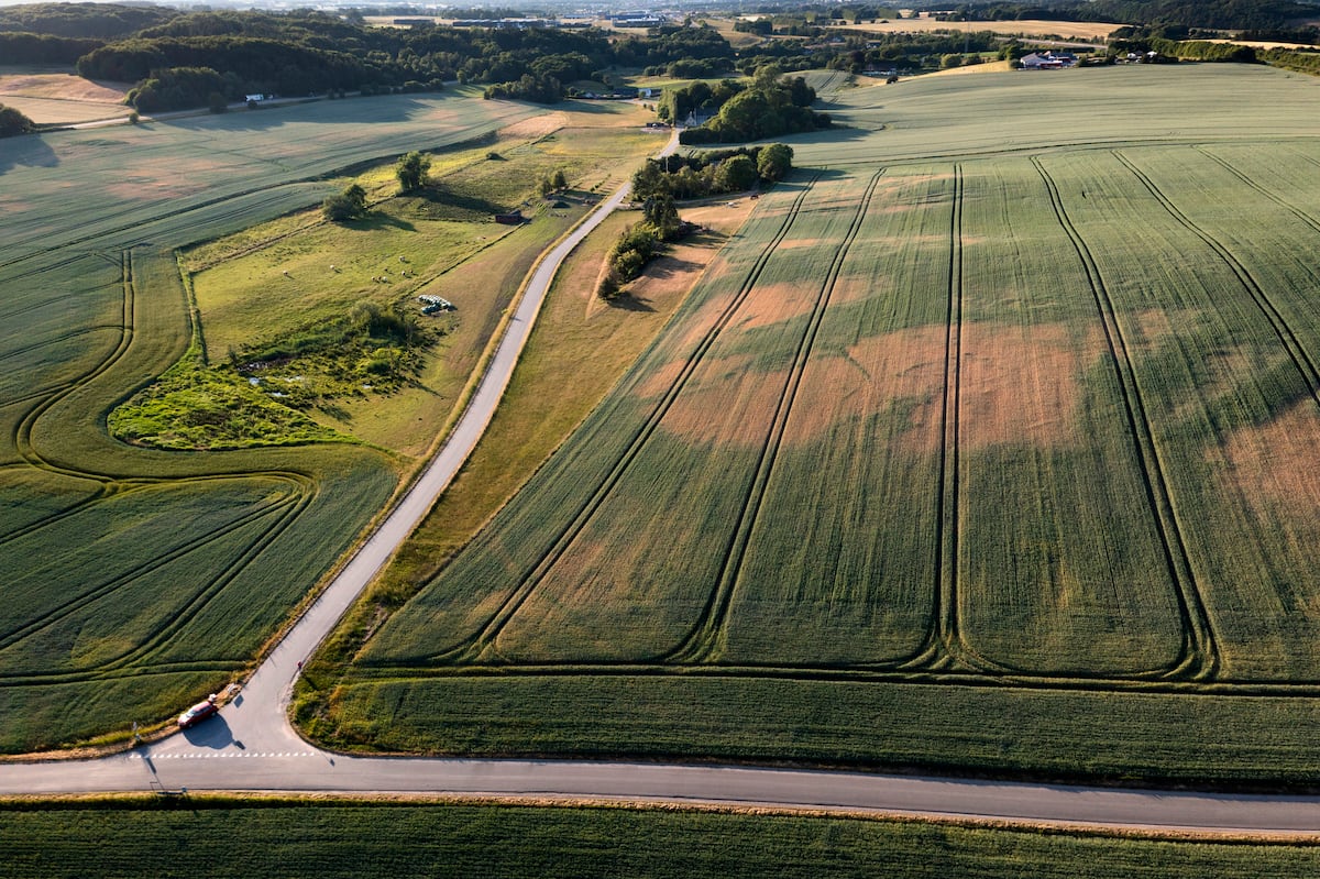 La verde Dinamarca se vuelve amarilla por la sequía Clima y Medio