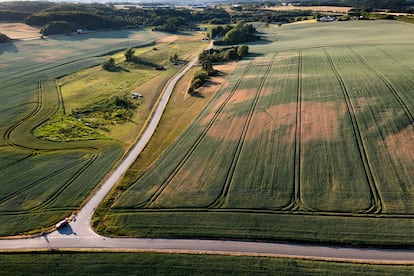 Dry patches are visible in cornfields due to drought near Randers, Denmark