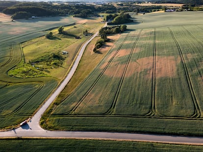 Dry patches are visible in cornfields due to drought near Randers, Denmark