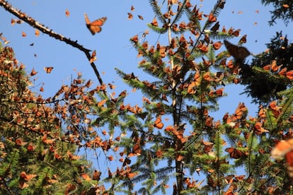 La Reserva de la Biosfera Mariposa Monarca (México)