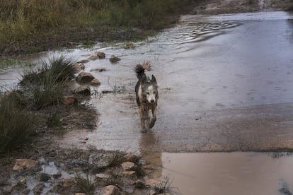 Los perros no dejan que el rebaño se disperse ni se pare.