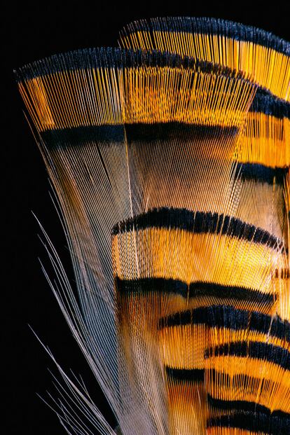 Un detalle de la cresta del faisán dorado, originario de China. Esta ave, que suele vivir en bosques tupidos, combina los colores rojo y amarillo, según cada sección de su plumaje. 