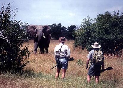 Dos guías de safari, ante un magnífico ejemplar de elefante en Kenia.