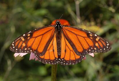 Mariposa monarca.