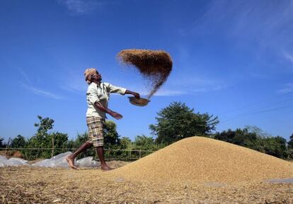 Un agricultor prepara el grano en un campo de Agartala, India.