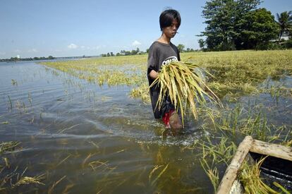 Un hombre camina por una plantación de arroz inundada.