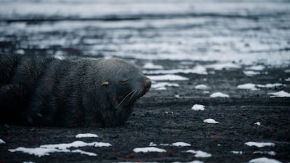 Un lobo marino, junto al cementerio de los balleneros en la isla Decepcin.