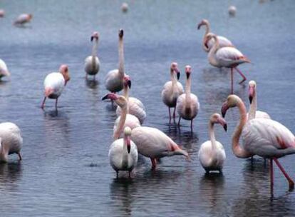 La mayoría de los flamencos que acuden a comer a la finca sevillana Veta la Palma (en la foto) proceden de la laguna de Fuente de Piedra, en Málaga.