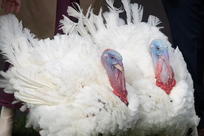 Los pavos 'Libertad' y 'Campana', perdonados este lunes en la ceremonia de indulto del pavo en la Casa Blanca previa al Día de Acción de Gracias